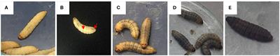 Galleria mellonella as a Novelty in vivo Model of Host-Pathogen Interaction for Malassezia furfur CBS 1878 and Malassezia pachydermatis CBS 1879